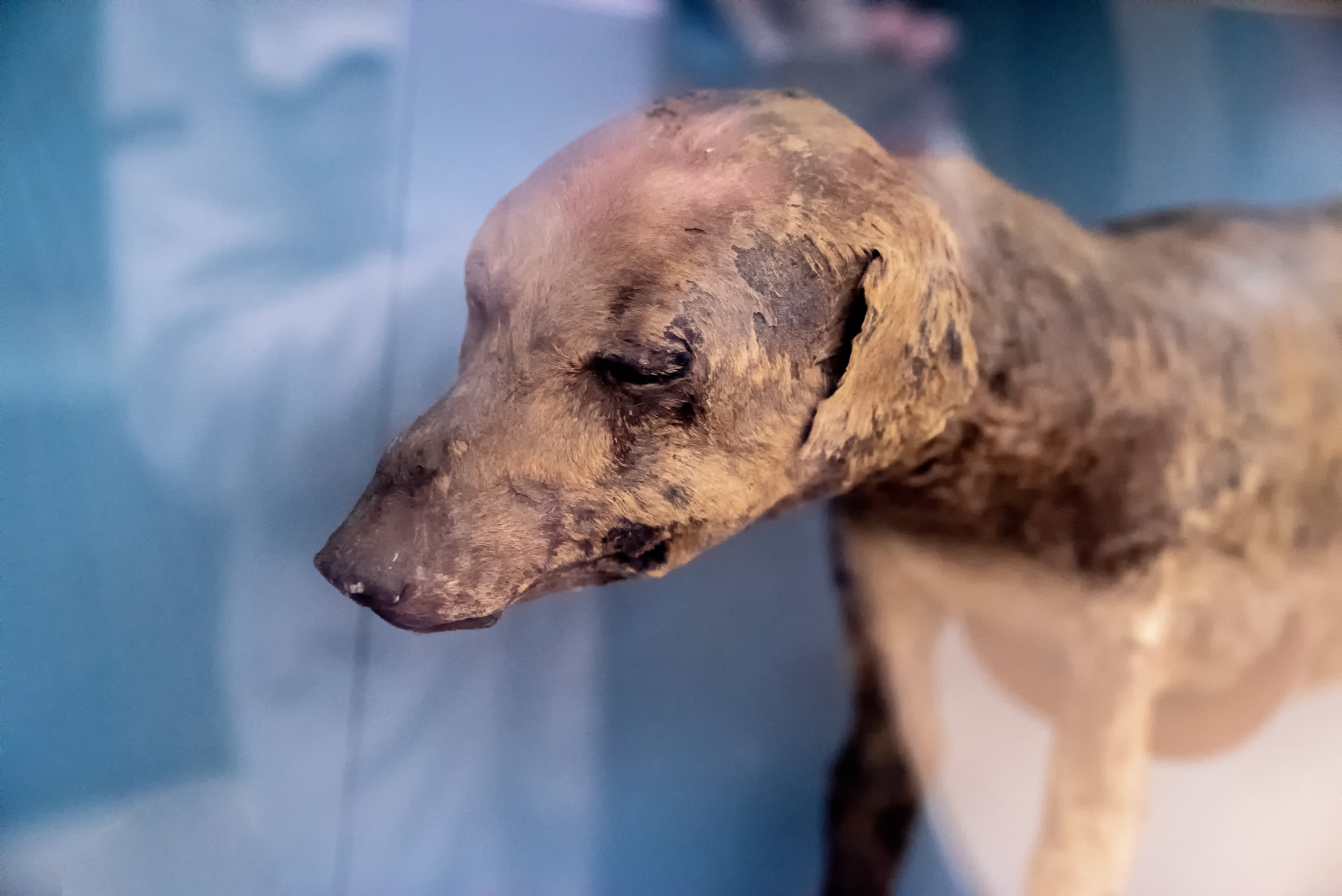 mummia cane museo egizio cairo